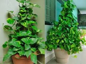  मनी प्लांट में एक ढक्क्न डालें ये चमत्कारी चीज, बरगद जैसा घना हो जायेगा पौधा  