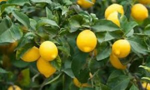  नींबू के पौधे में 100% लगेंगे सैकड़ों रसीले नींबू, पौधे में डालें घर की बनी ये शक्तिशाली खाद  