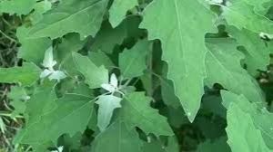  गमले में उगाएं सेहत से भरपूर ये खास भाजी,  सिर्फ 40 दिनों के अंदर होगी तैयार 