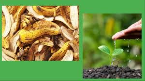   खाद में पैसे नहीं करें खर्च... FREE में पोटाश खाद घर में बनायें