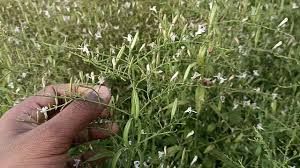   20 हजार रु लगाकर एक लाख कमा सकते हैं किसान, चिरायता की खेती में जड़, तना, पत्ती सब कुछ बिकता है, जानिए कब होती है खेती